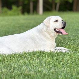Peach - Labrador Retriever