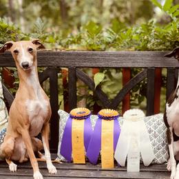 German Shorthaired Pointers and Italian Greyhounds from Concordia
