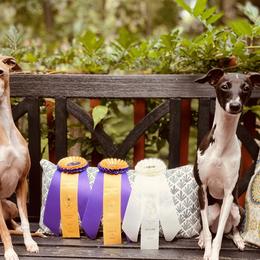 German Shorthaired Pointers and Italian Greyhounds from Concordia