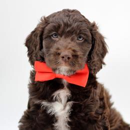 Springerdoodle puppies from Family Raised Doodles