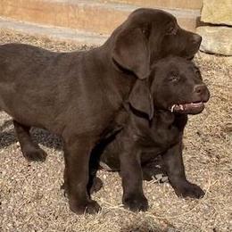 Labrador Retriever Puppies from Labrador emPAWrium