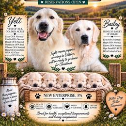 Golden Retriever puppies from Life is Golden Retrievers