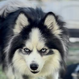Wolfy - Pomsky