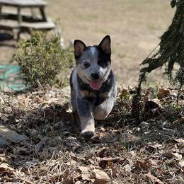 Australian Cattle Dog Puppies from Fox Hill Cattle Dogs