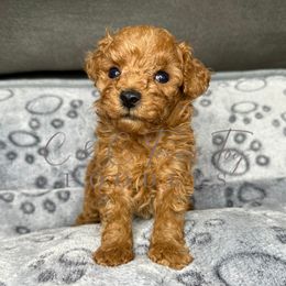 Barolo - Red  male Poodle puppy in Austin, Texas from C & C Texas Toy Poodles