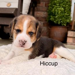 Hiccup - Black tan and white female Beagle puppy in Mansfield, Missouri from Rippee Creek Kennel