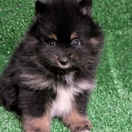Reed Black and Tan boy 2 - Black and tan male Pomeranian puppy in Danielsville, Georgia from PassionatePomPoms