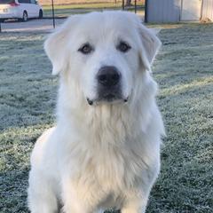 Wendy - Great Pyrenees