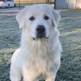 Wendy - Great Pyrenees