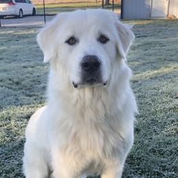 Wendy - Great Pyrenees