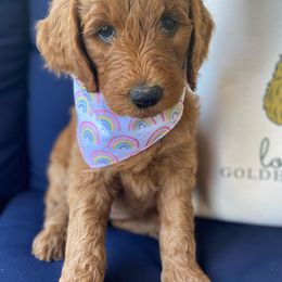 Goldendoodle Puppies from Lovable Goldendoodles