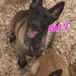 Girl 2 - Mahogany female Belgian Malinois puppy in Corpus Christi, Texas from Heavenly Firefly Belgian Malinois
