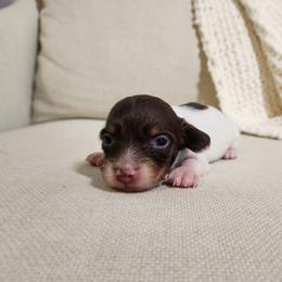 Freckles - Piebald male Dachshund puppy in Dighton, Massachusetts from Powerdox Dachshunds