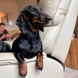 Dolores - Dachshund