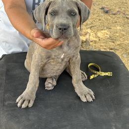 Girl 4 - Gray and fawn female Cane Corso puppy in Granbury, Texas from Revolutions Kennel