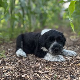 Portuguese Water Dog Puppies from Yellowstone Porties