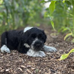 Portuguese Water Dog Puppies from Yellowstone Porties
