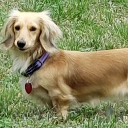 Dachshund Puppies from FLYING L Dachshund Academy