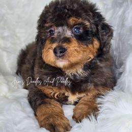 Banks - Merle male Bernedoodle puppy in Cleveland, Georgia from Jam's Doodles And Poodles
