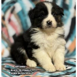Bhranna - Black tri-color female Australian Shepherd puppy in Bethany, Connecticut from Wynter Thyme Manor Australian shepherds