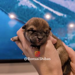 NIMO - Red male Shiba Inu puppy in Minnesota from BonsaiShibas