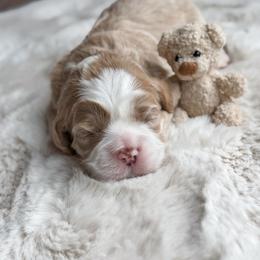 Black collar - Buckbeak - Buff and white male Cockapoo puppy in Mt Bethel, Pennsylvania from Stasia’s Cutiepoos