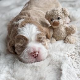 Black collar - Buckbeak - Buff and white male Cockapoo puppy in Mt Bethel, Pennsylvania from Stasia’s Cutiepoos