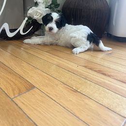 Bernedoodle Puppies from Timber Trail Bernedoodles RI