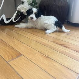 Bernedoodle Puppies from Timber Trail Bernedoodles RI