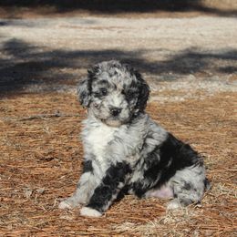 Aussiedoodle, Bernedoodle, and Poodle Puppies from Miller's Doodles