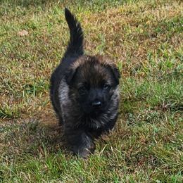 German Shepherd Puppies from Breton gsd