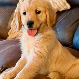 Birdie - Golden female Golden Retriever puppy in Post Falls, Idaho from Mountain View Goldens