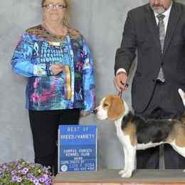 Beagles from Lokavi Beagles
