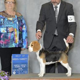 Beagles from Lokavi Beagles