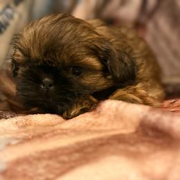 Cecilia - Red and white female Shih Tzu puppy in Ross County, Ohio from Ashville Shih Tzu Chalet