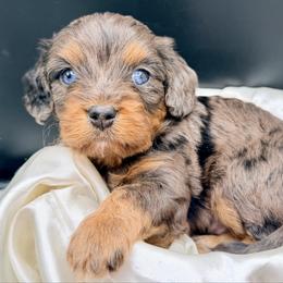 Sleet - Merle male Cavapoo puppy in Cameron, South Carolina from Sassy Sailor & Company