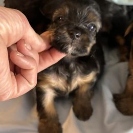 Morkie and Yorkshire Terrier Puppies from DEJAVU PUPS