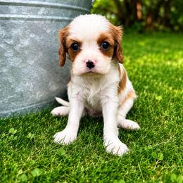 Cavalier King Charles Spaniel Puppies from King Charles