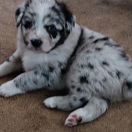 Roper - Blue merle male Australian Shepherd puppy in Wewoka, Oklahoma from OutBack Aussie OutLaws