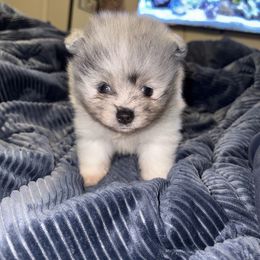 Stitch - Blue merle male Pomeranian puppy in Okmulgee, Oklahoma from 918 Pomeranians