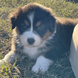Australian Shepherd Puppies from South Ridge Aussies