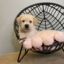 Labrador Retriever Puppies from BellaVista Labradors LLC