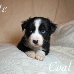 Coal - Black & white male Miniature Australian Shepherd puppy in Corpus Christi, Texas from Elite Miniature Australian Shepherds