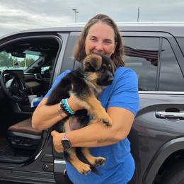 Purple - Black and red female German Shepherd puppy in Spring Hill, Florida from Iron Crest Shepherds