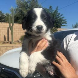 Blue - Black and white male Border Collie puppy in Perris, California from Aguilera's Puppies