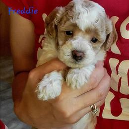 Freddie - Parti male Poodle puppy in Montrose, Pennsylvania from Tales Of Joy
