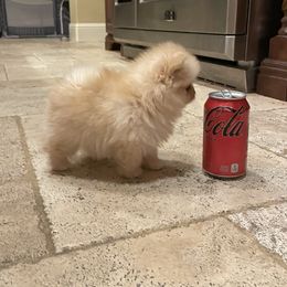 Pomeranian Puppies from Floki & Fibi Pomeranians