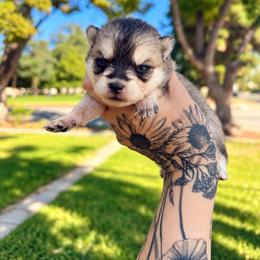 Girl 1 - Gray and white female Pomsky puppy in La Verne, California from Red Cedar Pomskies