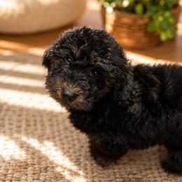 Marie - crate trained and basic obedience trained - Phantom female Bernedoodle puppy in Travelers Rest, South Carolina from Bernedoodle.do