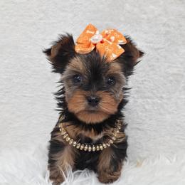 Tillie - Blue and gold female Yorkshire Terrier puppy in Monticello, Iowa from Ashley’s Puppies